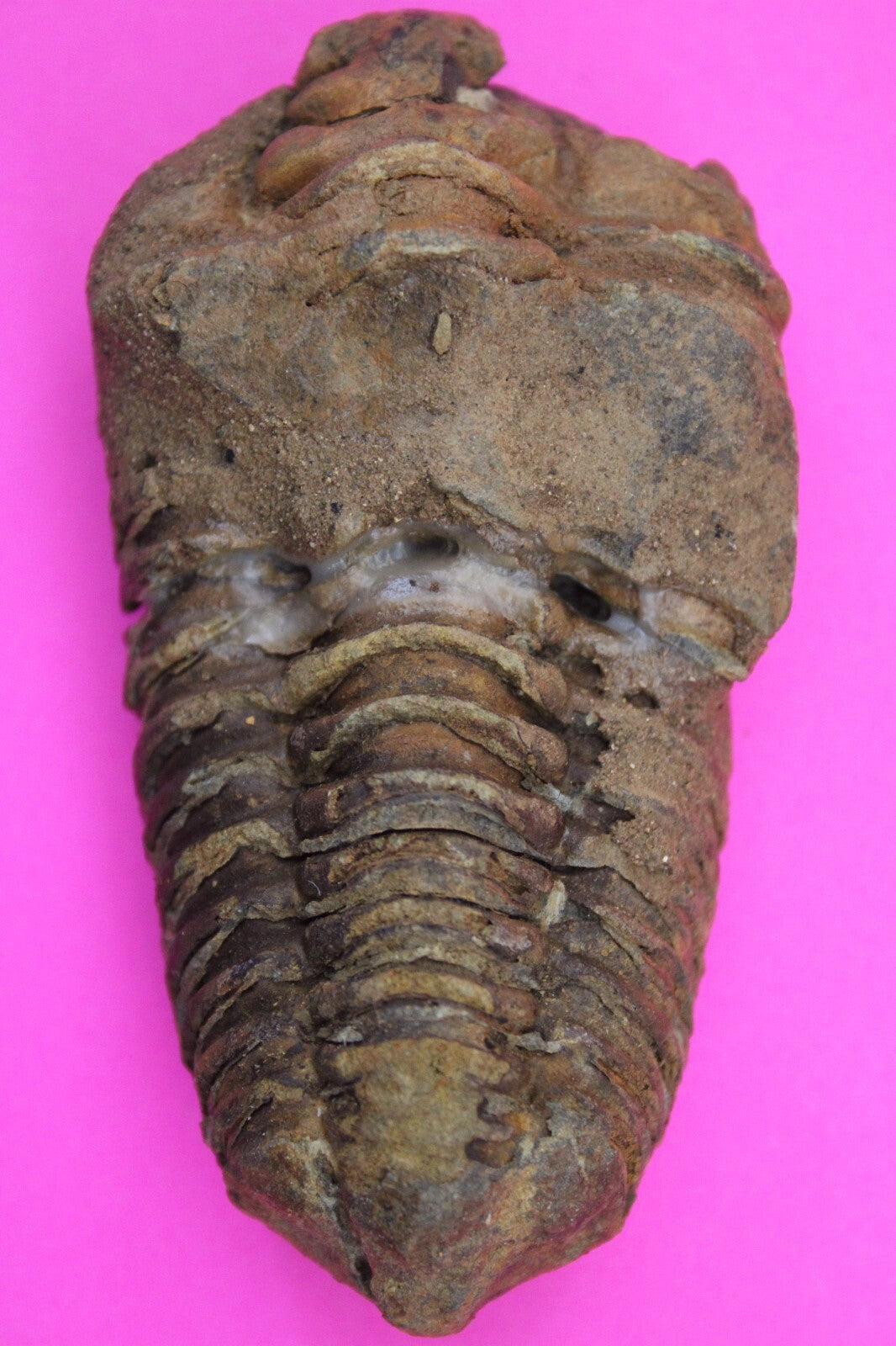 Authentic Trilobite Fossil 450 Million Years Old Genuine Dinosaur Girl COA 55