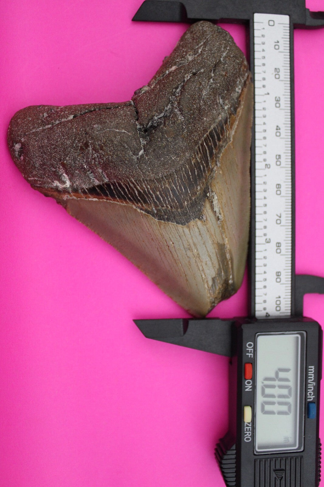 Authentic Megadolon Shark Tooth 4.00 Inch 151 Grams Fossil Dinosaur Girl COA M09