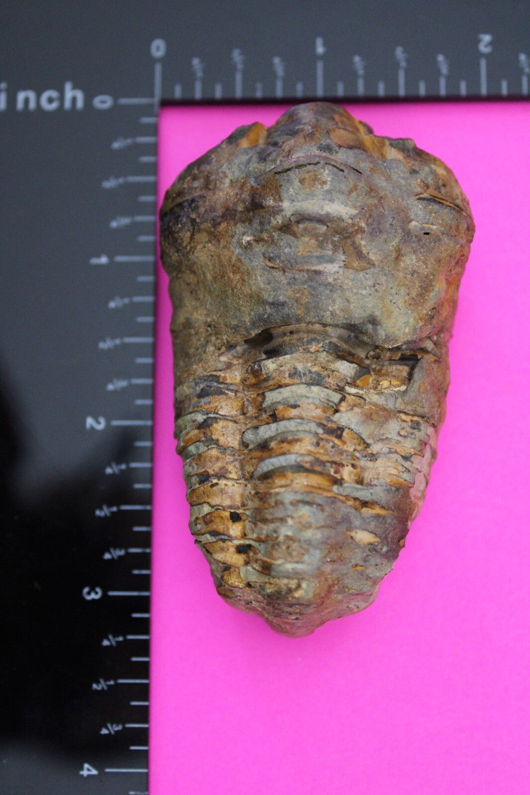 Authentic Trilobite Fossil 450 Million Years Old Genuine Dinosaur Girl COA 87