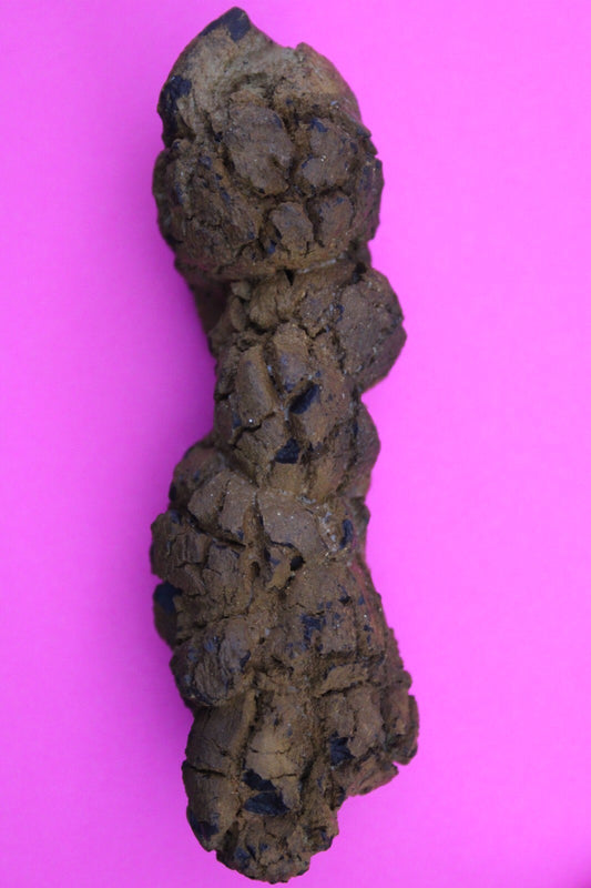 Giant Lizard Poop 5 Million Years Old Genuine Real Fossil Dinosaur Girl COA L23
