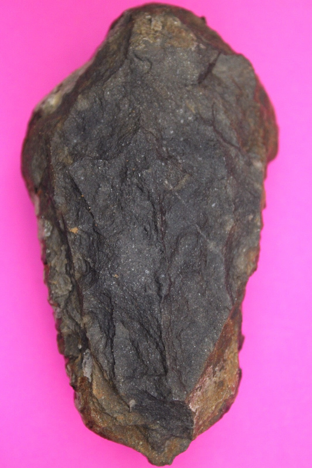 Authentic Trilobite Fossil 450 Million Years Old Genuine Dinosaur Girl COA 78