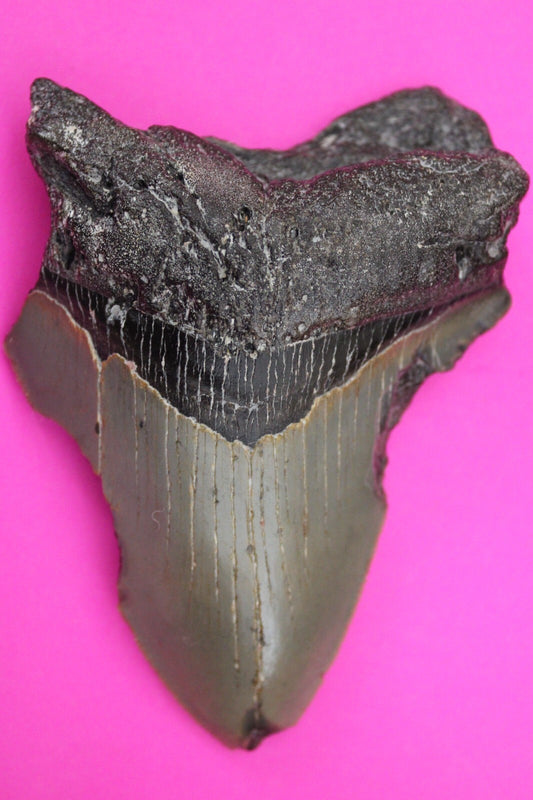 Authentic Megadolon Shark Tooth 3.83 Inch 117 Grams Fossil Dinosaur Girl COA M07