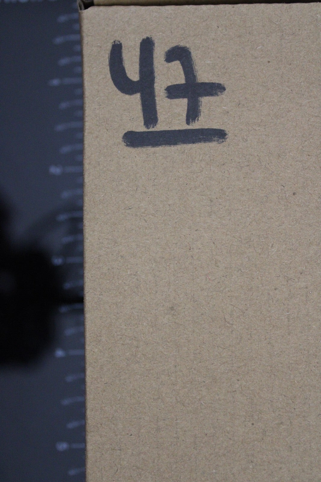 Authentic Trilobite Fossil 450 Million Years Old Genuine Dinosaur Girl COA 47