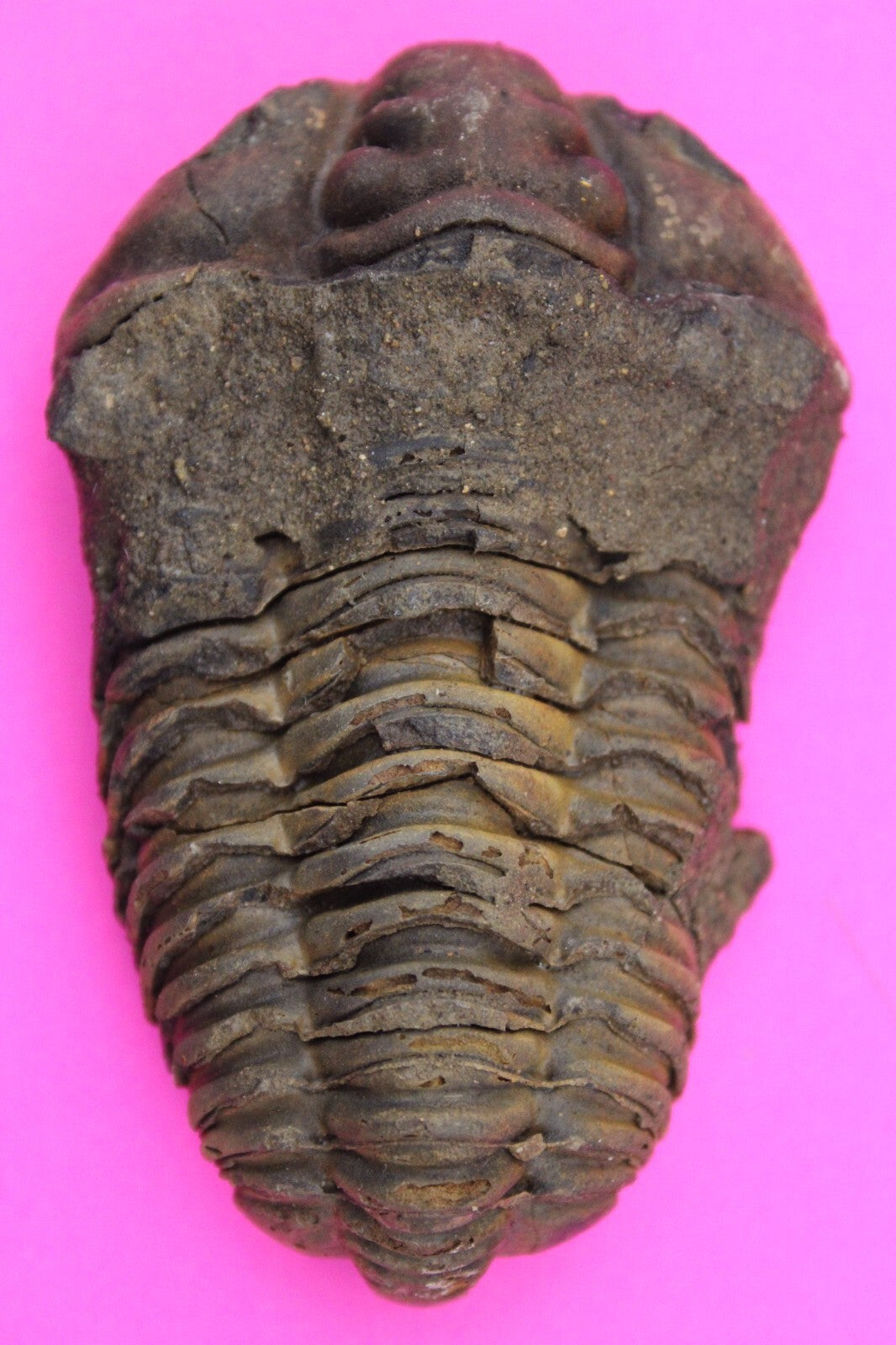 Authentic Trilobite Fossil 450 Million Years Old Genuine Dinosaur Girl COA 18