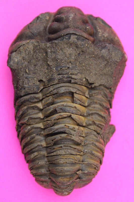 Authentic Trilobite Fossil 450 Million Years Old Genuine Dinosaur Girl COA 18
