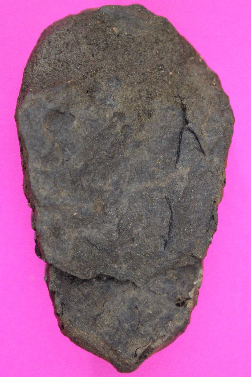 Authentic Trilobite Fossil 450 Million Years Old Genuine Dinosaur Girl COA 33