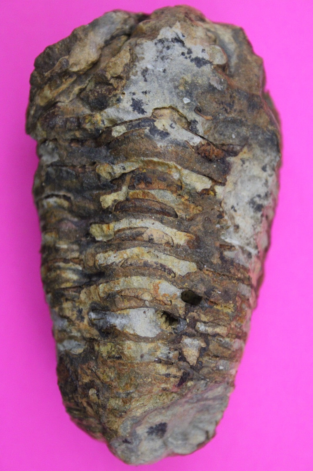 Authentic Trilobite Fossil 450 Million Years Old Genuine Dinosaur Girl COA 41