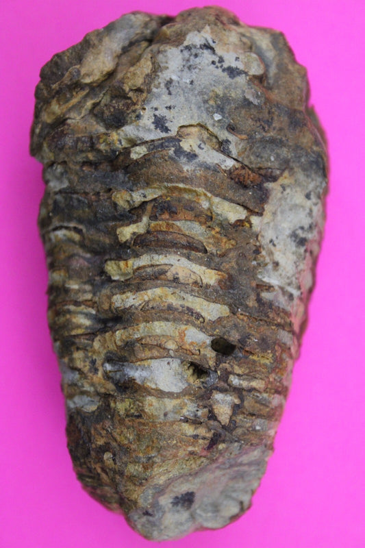 Authentic Trilobite Fossil 450 Million Years Old Genuine Dinosaur Girl COA 41