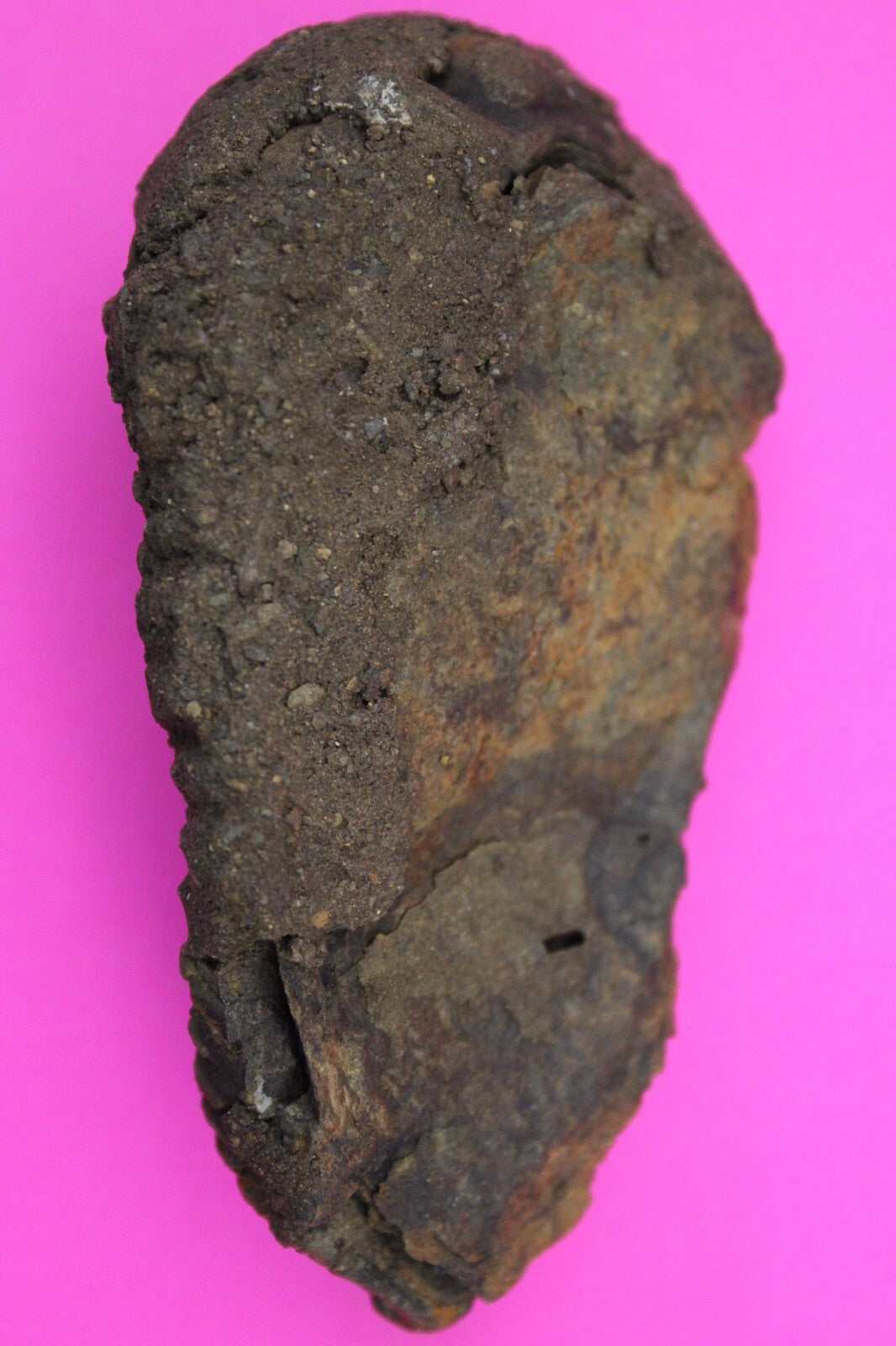 Authentic Trilobite Fossil 450 Million Years Old Genuine Dinosaur Girl COA 54