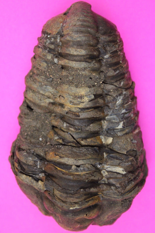 Authentic Trilobite Fossil 450 Million Years Old Genuine Dinosaur Girl COA 65