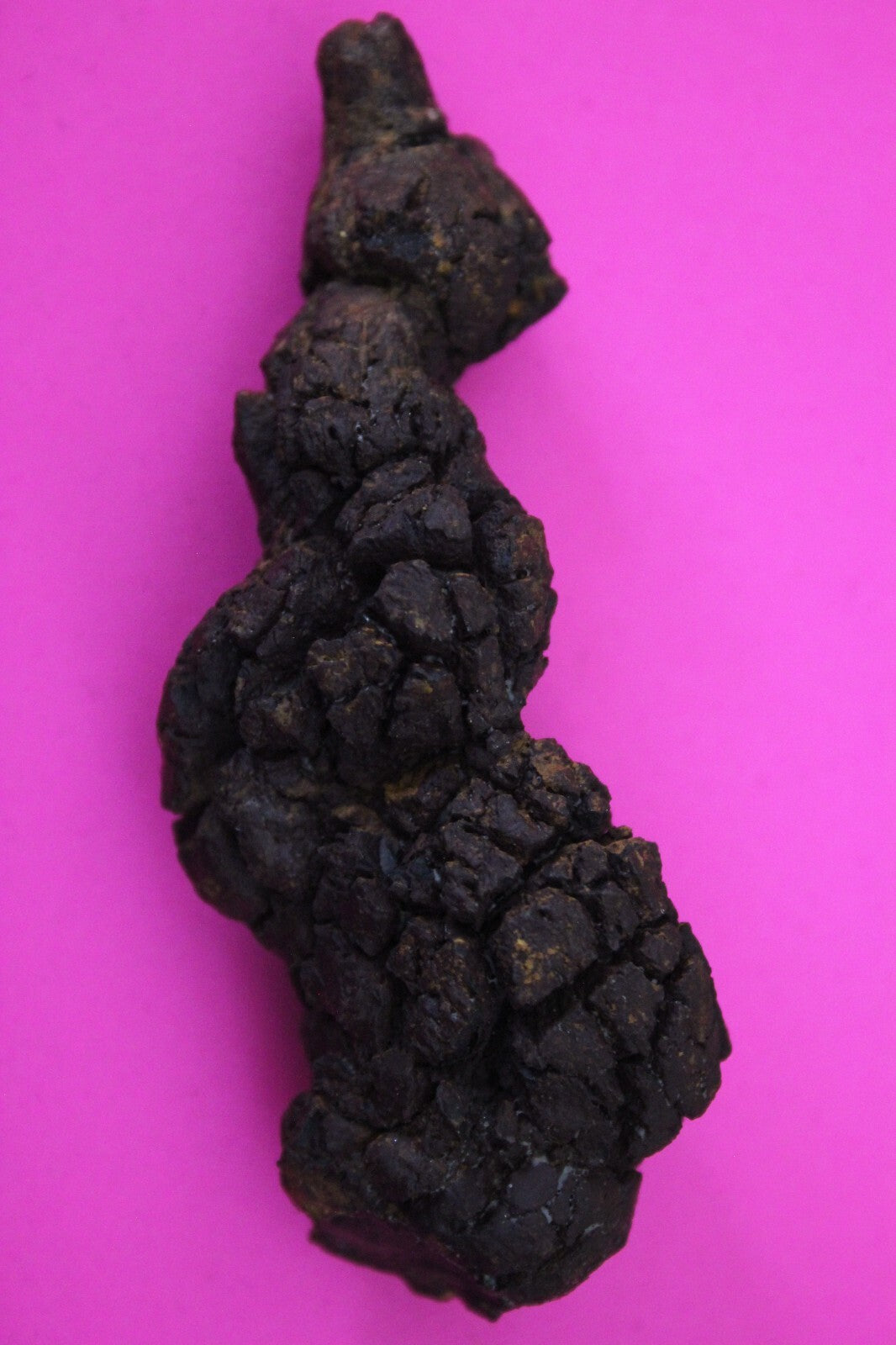 Giant Lizard Poop 5 Million Years Old Genuine Real Fossil Dinosaur Girl COA S12