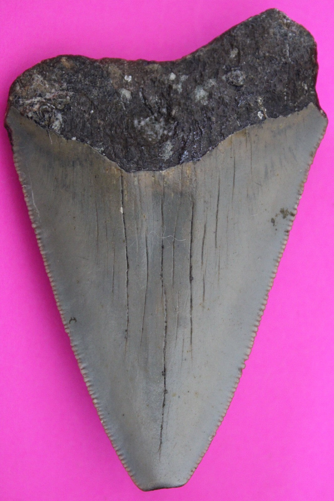 Authentic Megalodon Shark Tooth 3.06 Inches  Fossil Dino Girl COA M03