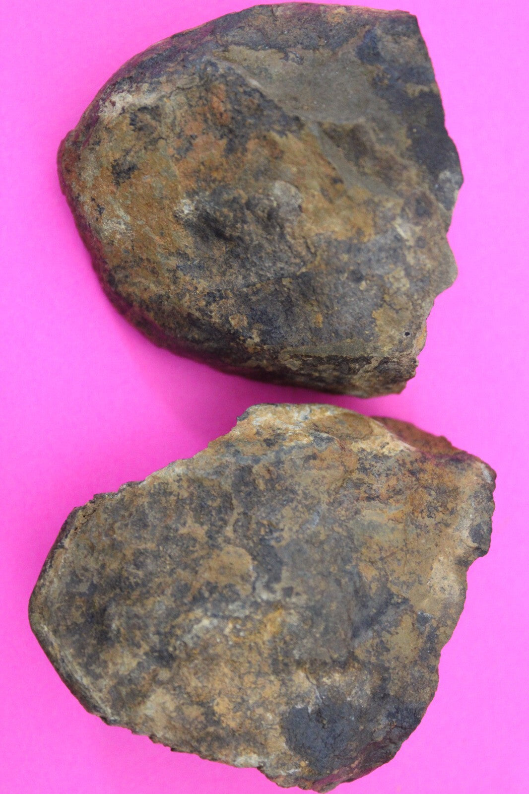 Authentic Trilobite Geode Real Fossil 450 Million Years Old Dinosaur Girl COA 10