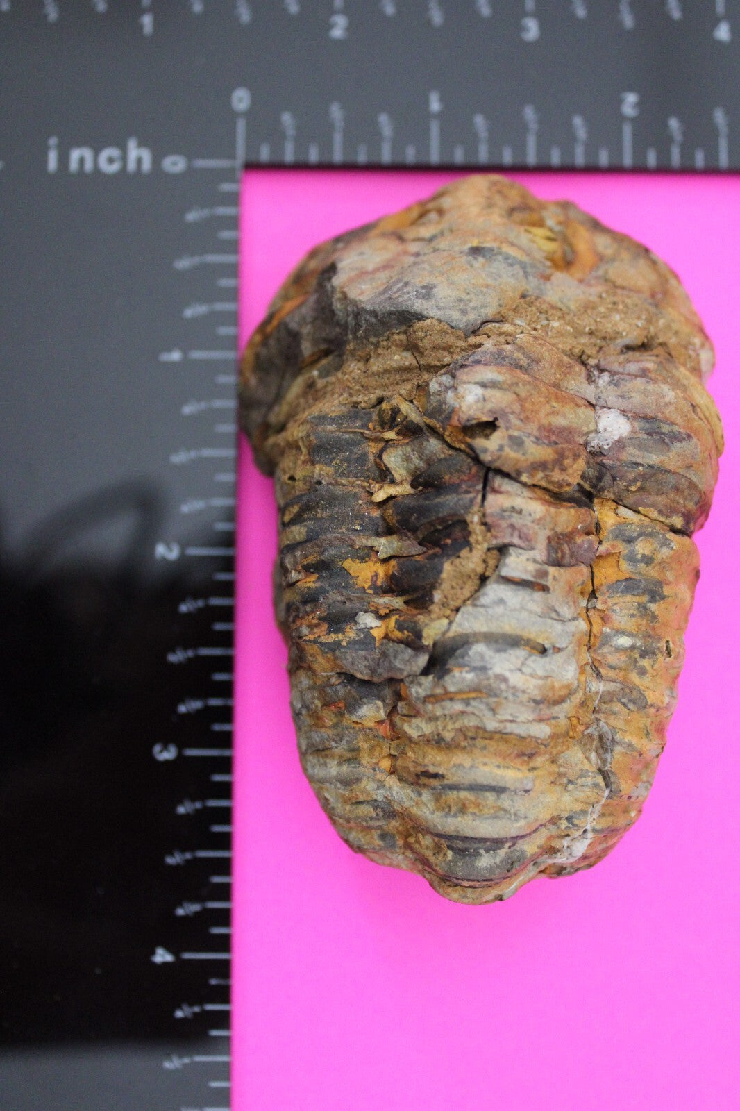 Authentic Trilobite Fossil 450 Million Years Old Genuine Dinosaur Girl COA 36