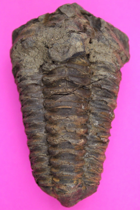 Authentic Trilobite Fossil 450 Million Years Old Genuine Dinosaur Girl COA 63
