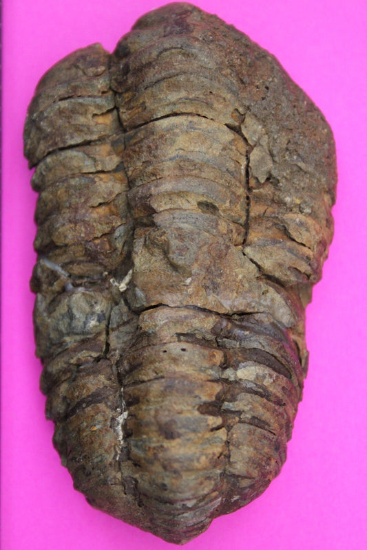 Authentic Trilobite Fossil 450 Million Years Old Genuine Dinosaur Girl COA 52