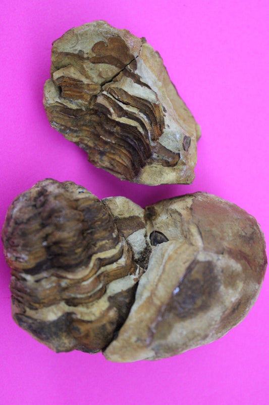 Authentic Trilobite Geode Real Fossil 450 Million Years Old Dinosaur Girl COA 07