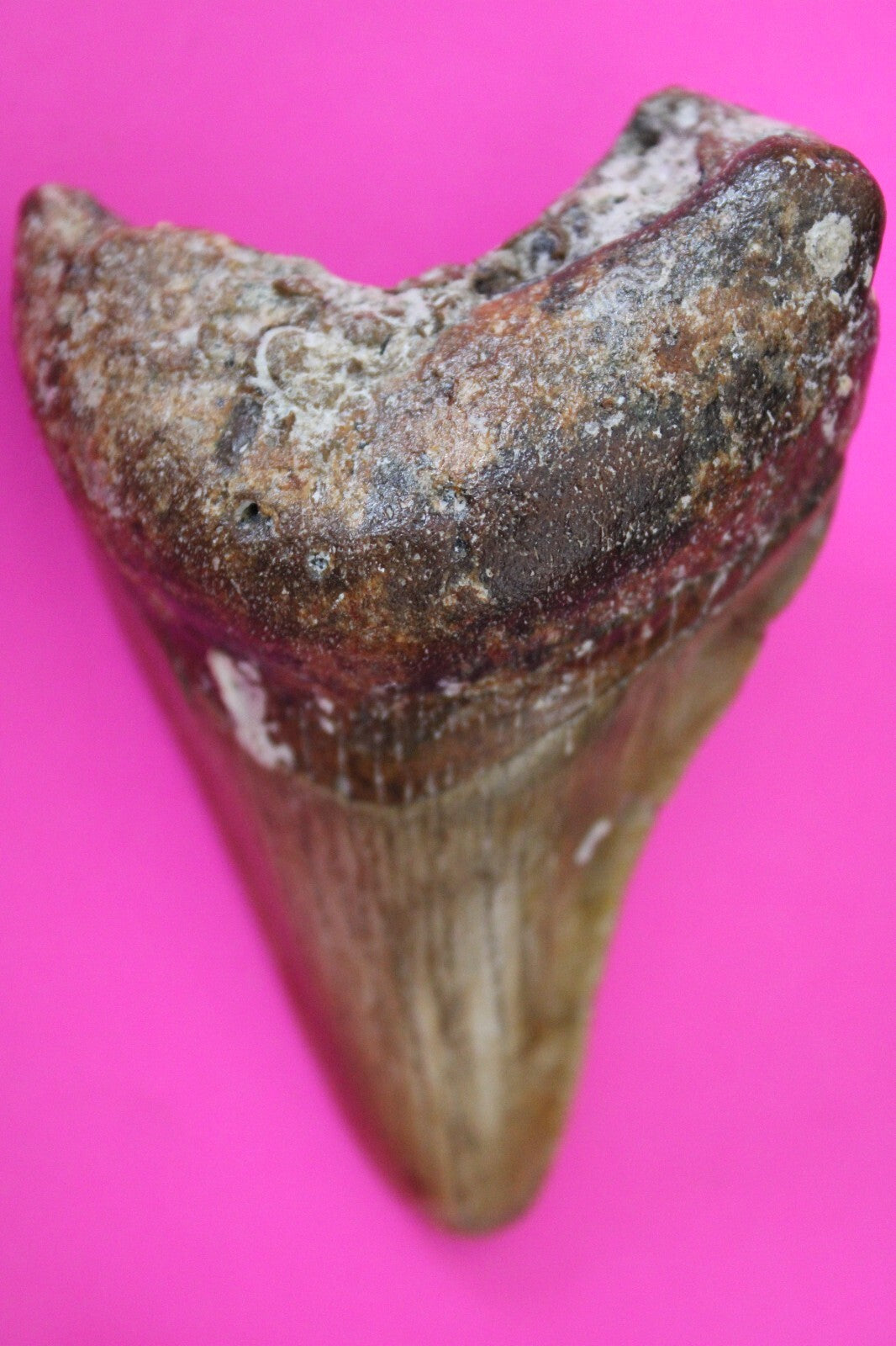Authentic Megadolon Shark Tooth 2.94 Inch 73 Grams Fossil Dinosaur Girl COA M17