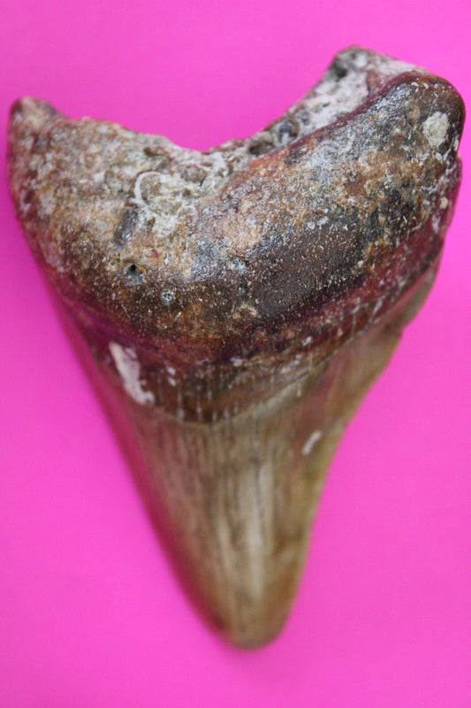 Authentic Megadolon Shark Tooth 2.94 Inch 73 Grams Fossil Dinosaur Girl COA M17