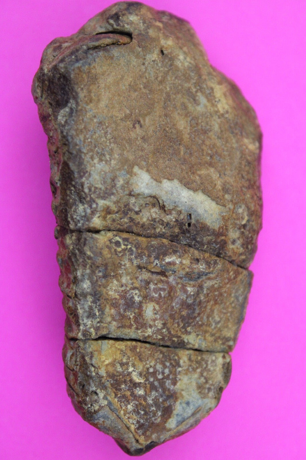 Authentic Trilobite Fossil 450 Million Years Old Genuine Dinosaur Girl COA 17