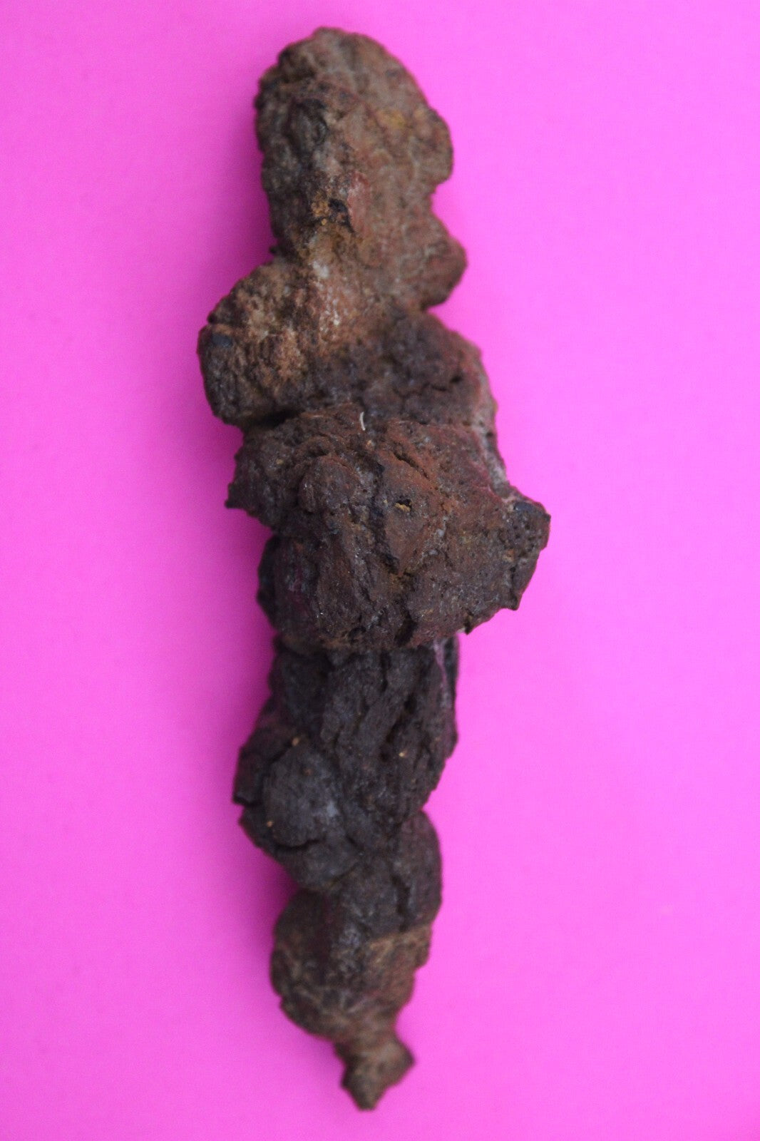 Giant Lizard Poop 5 Million Years Old Genuine Real Fossil Dinosaur Girl COA S55