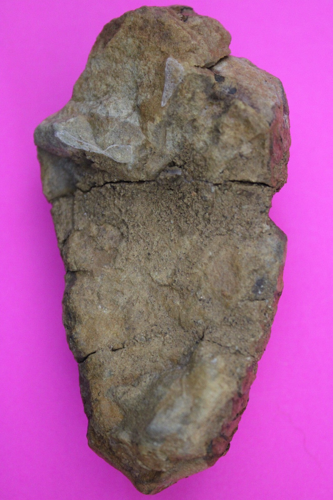 Authentic Trilobite Fossil 450 Million Years Old Genuine Dinosaur Girl COA 93