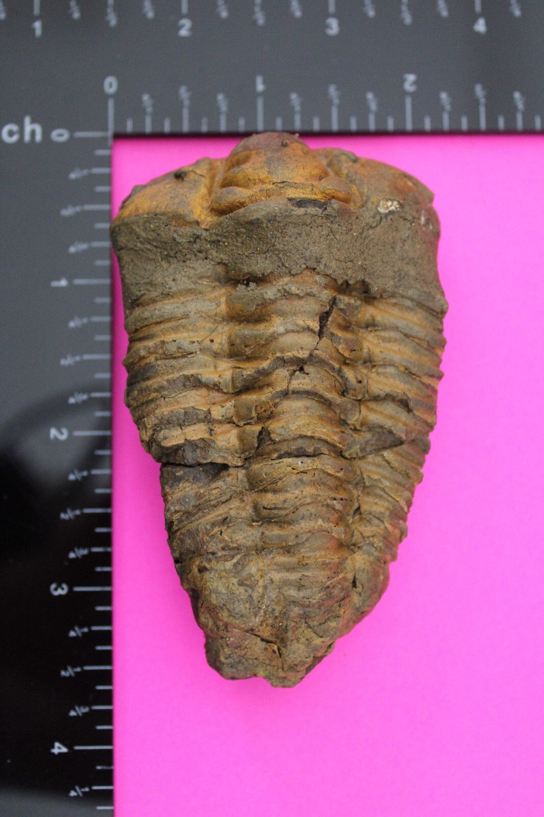 Authentic Trilobite Fossil 450 Million Years Old Genuine Dinosaur Girl COA 26