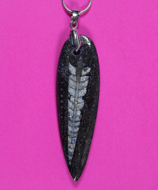 Authentic Orthoceros Necklace Fossil 500 Million Years Old Dinosaur Girl COA 61