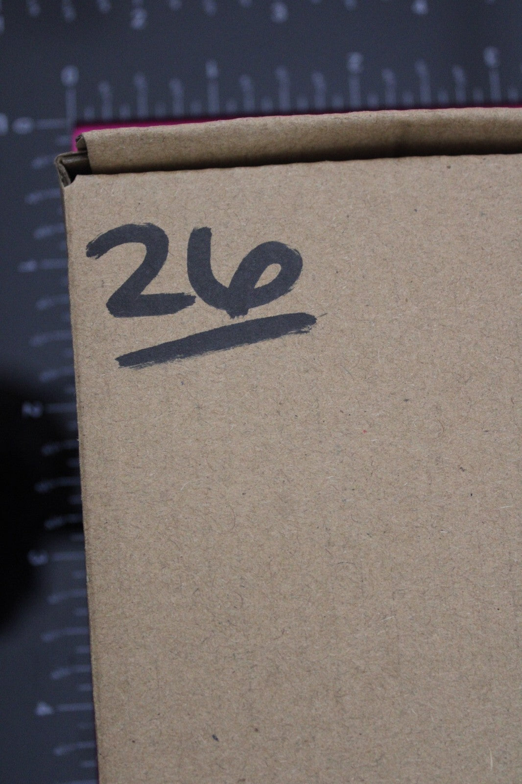 Authentic Trilobite Fossil 450 Million Years Old Genuine Dinosaur Girl COA 26