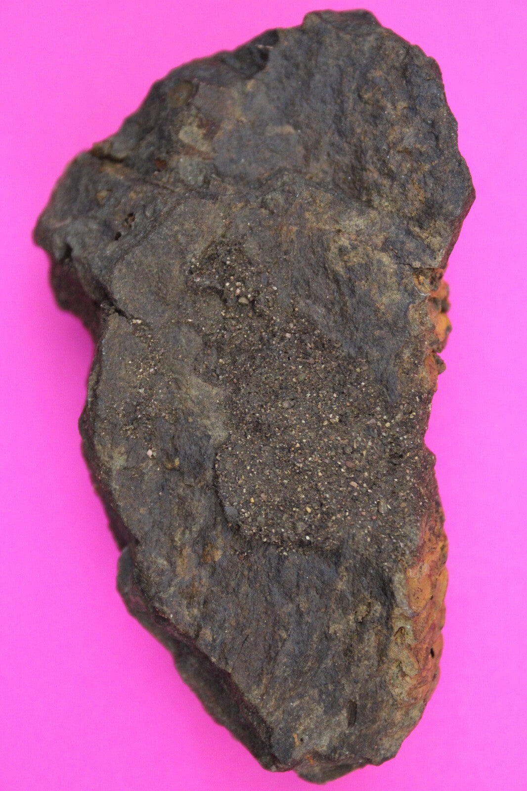 Authentic Trilobite Fossil 450 Million Years Old Genuine Dinosaur Girl COA 77