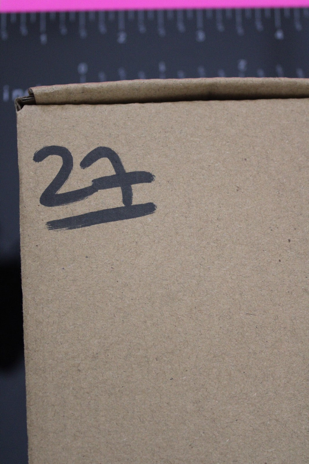 Authentic Trilobite Fossil 450 Million Years Old Genuine Dinosaur Girl COA 27