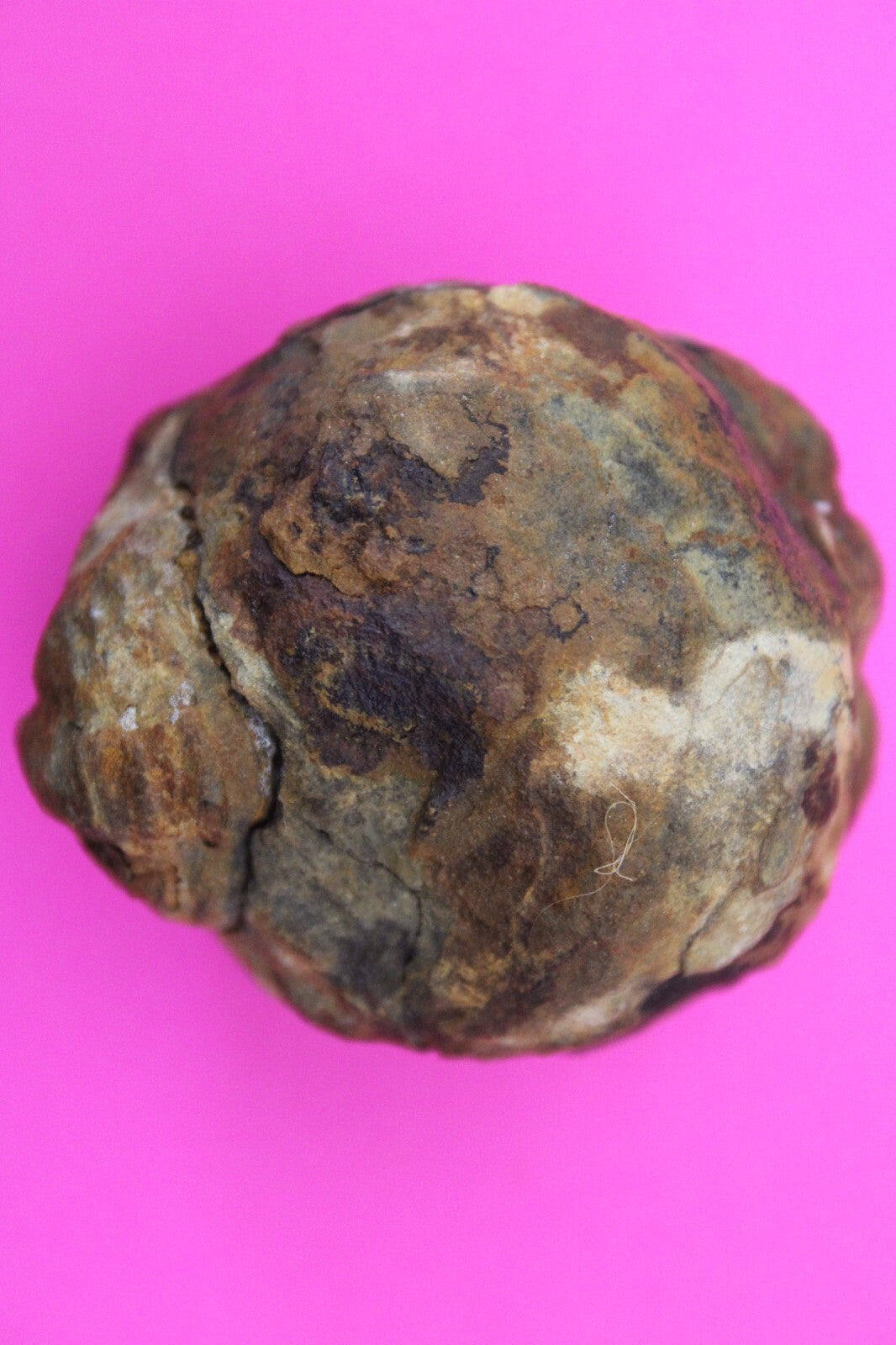 Authentic Trilobite Geode Real Fossil 450 Million Years Old Dinosaur Girl COA 09