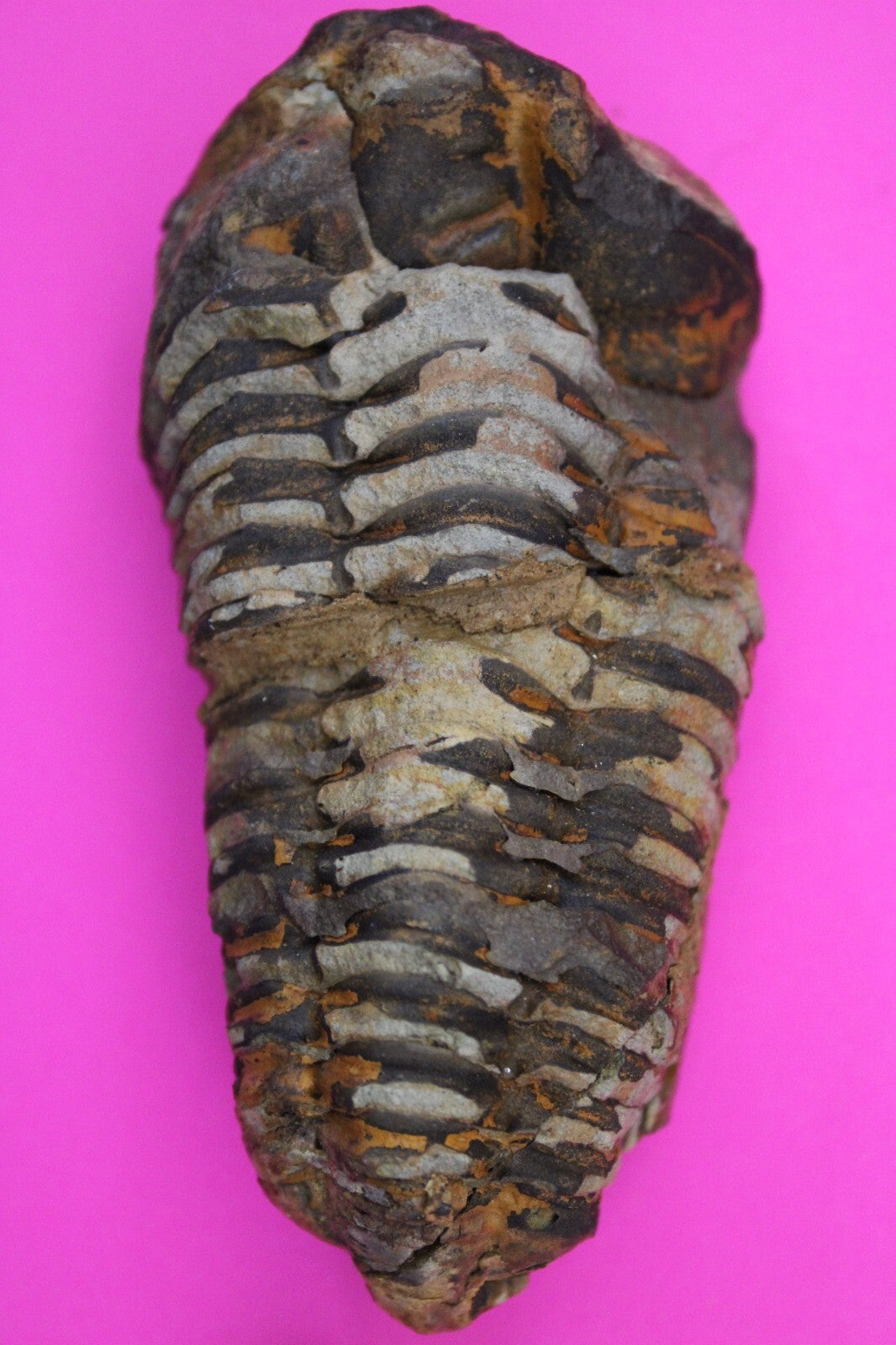 Authentic Trilobite Fossil 450 Million Years Old Genuine Dinosaur Girl COA 98