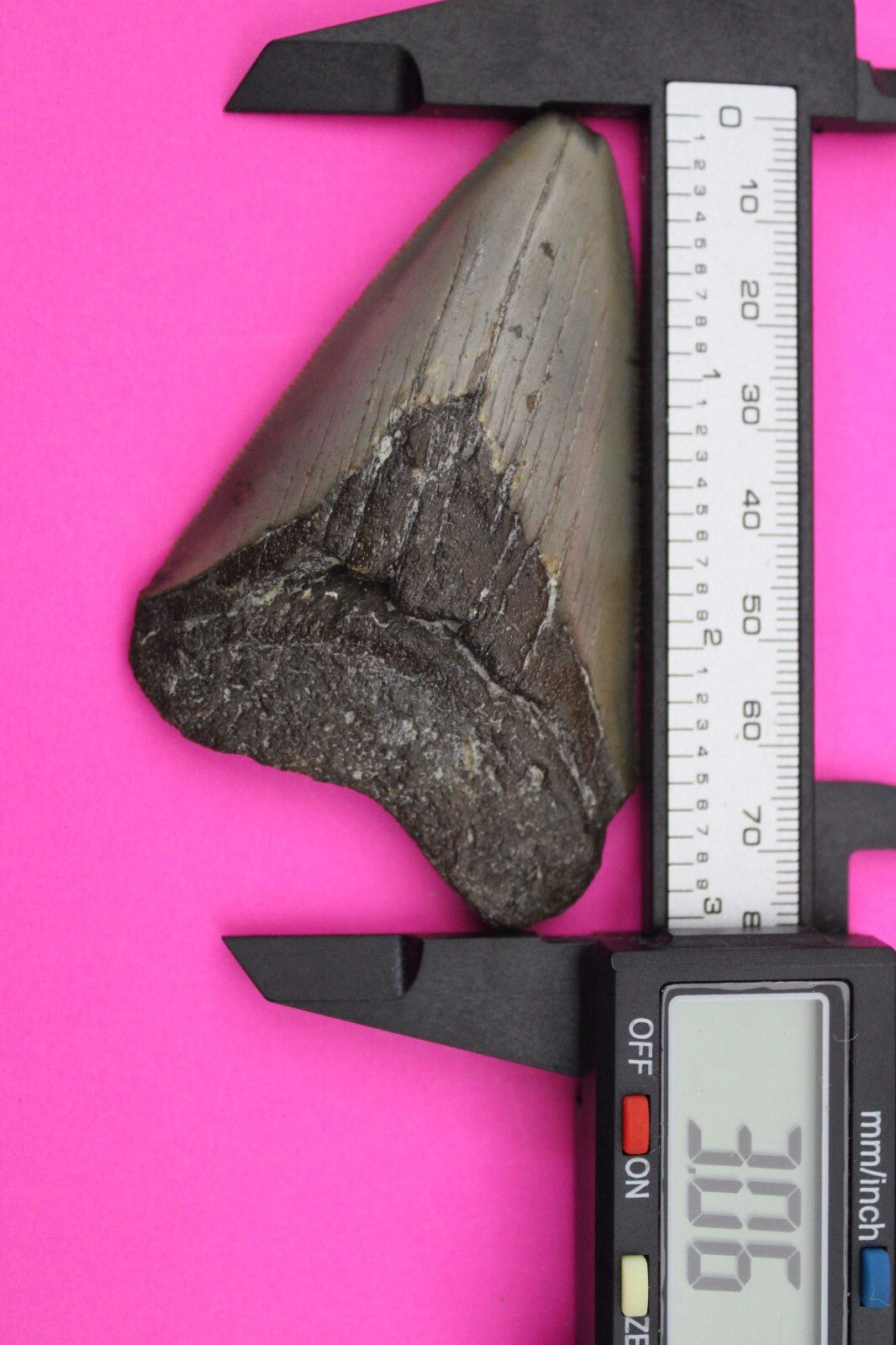 Authentic Megadolon Shark Tooth 3.06 Inch  Fossil Dinosaur Girl COA M03