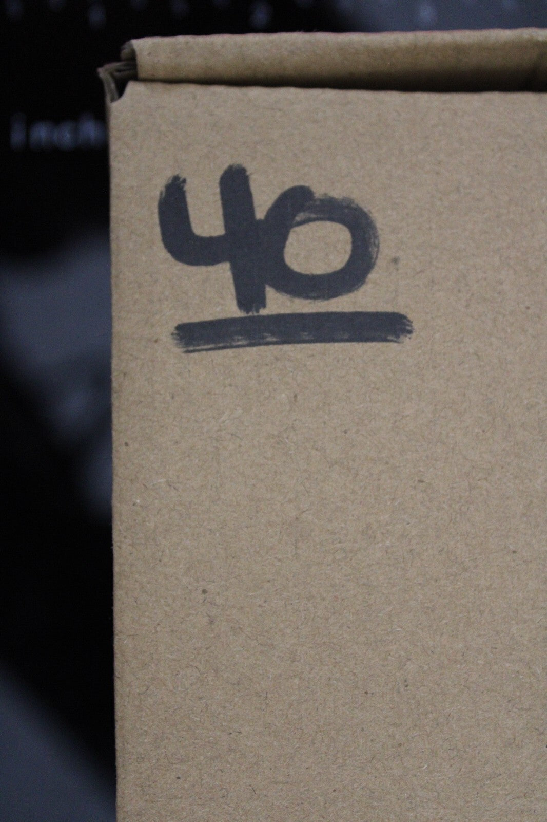 Authentic Trilobite Fossil 450 Million Years Old Genuine Dinosaur Girl COA 40