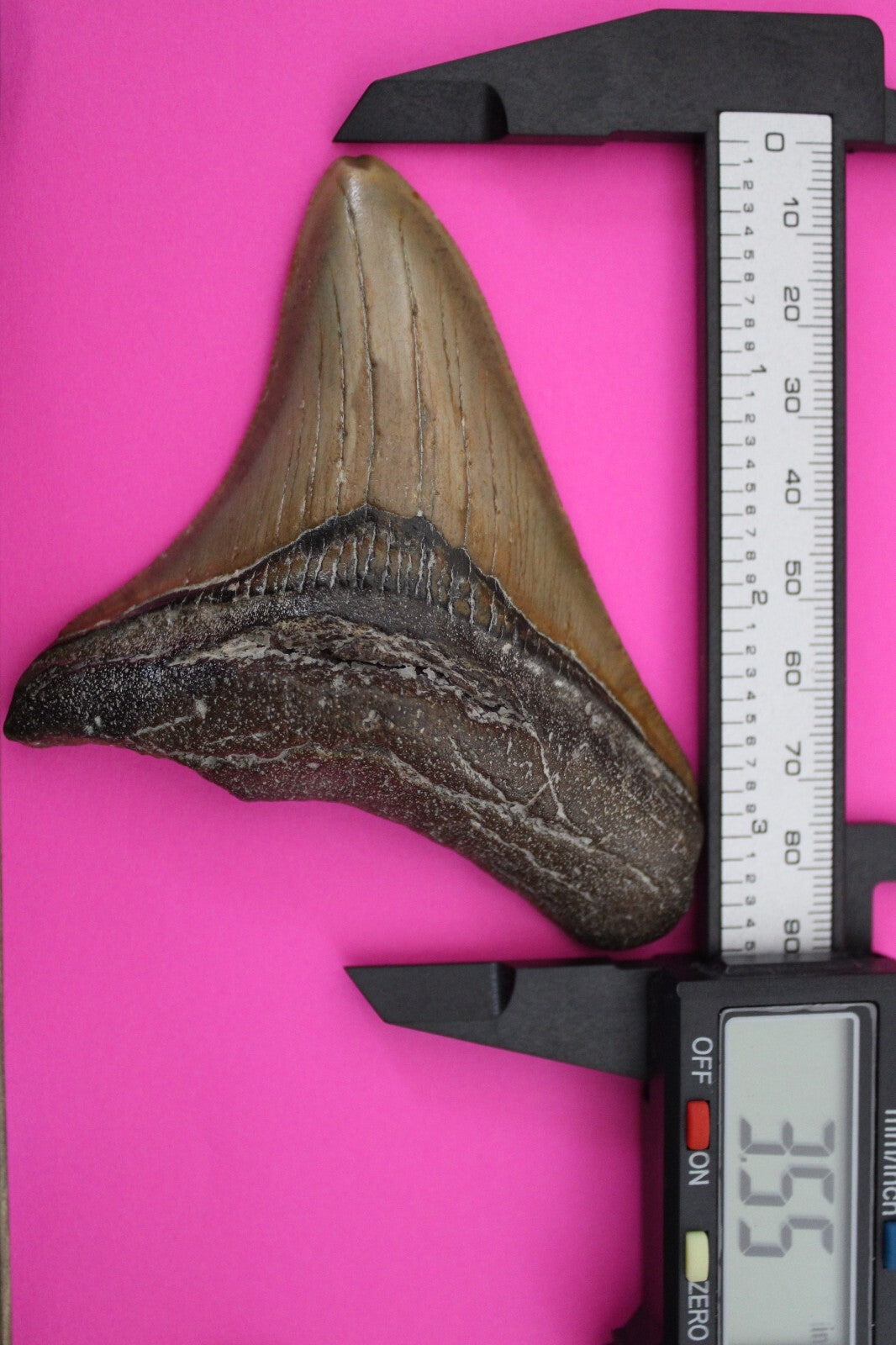 Authentic Megadolon Shark Tooth 3.55 Inch 76 Grams Fossil Dinosaur Girl COA M36
