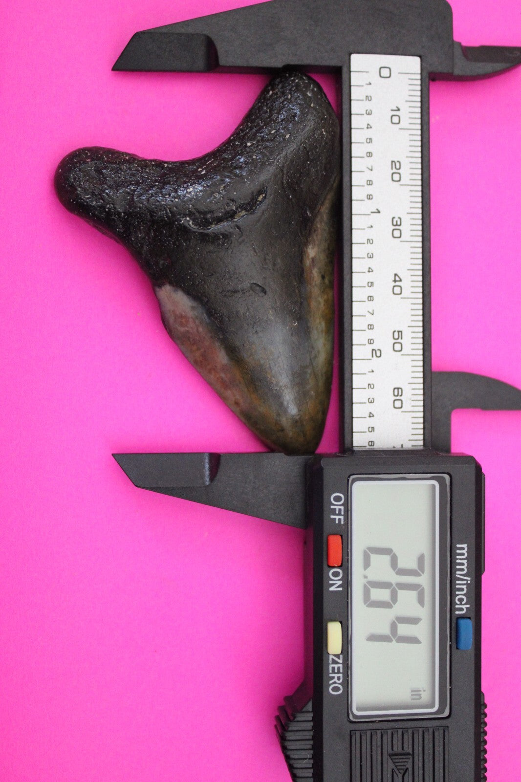 Authentic Megadolon Shark Tooth 2.64 Inch 42 Grams Fossil Dinosaur Girl COA M42