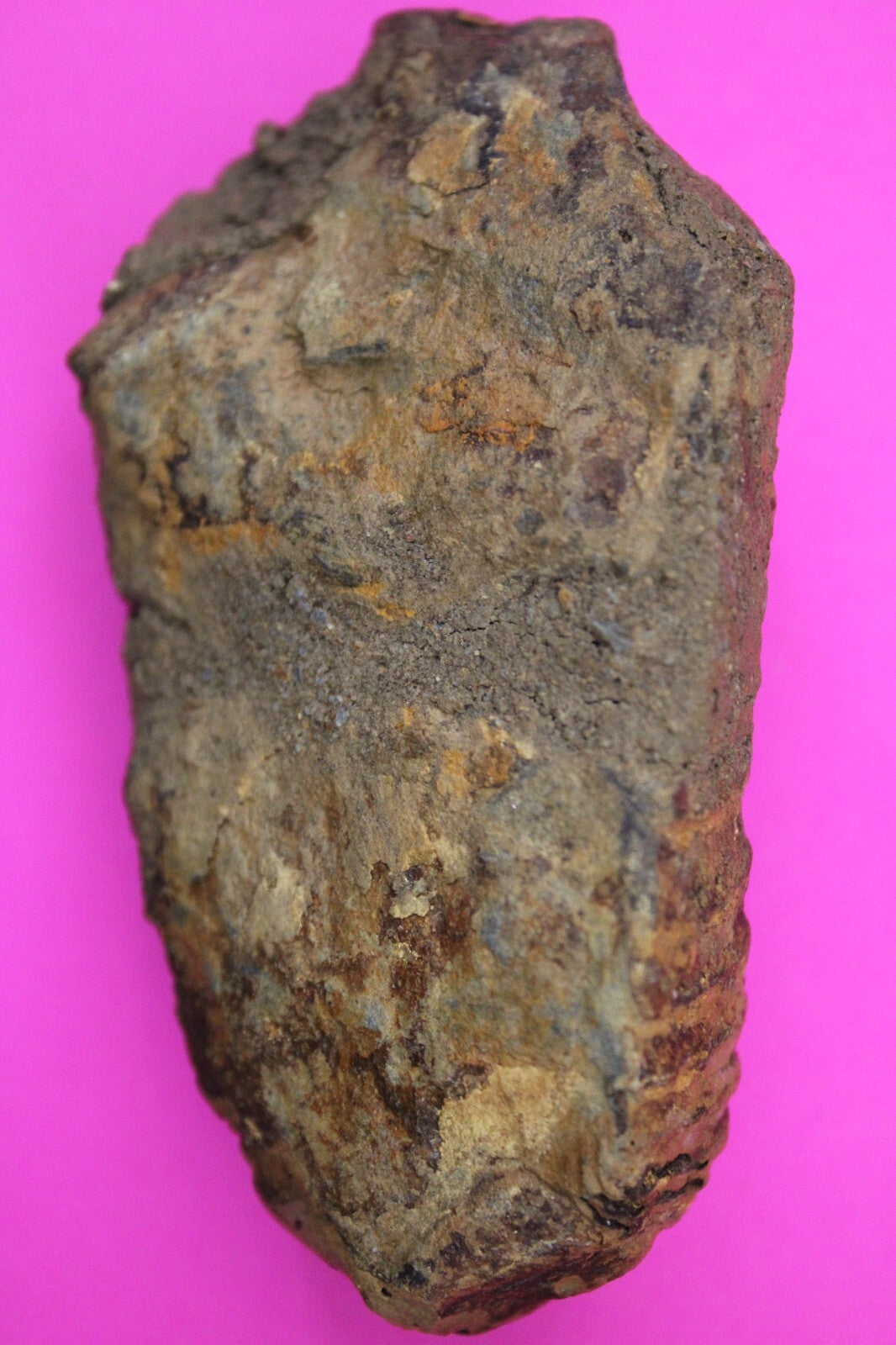 Authentic Trilobite Fossil 450 Million Years Old Genuine Dinosaur Girl COA 97