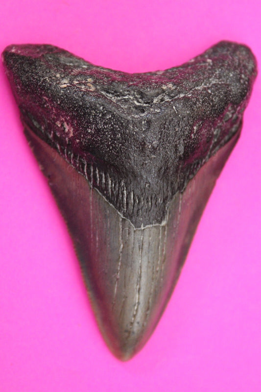 Authentic Megalodon Shark Tooth 3 Inch 62 Grams Fossil Dinosaur Girl COA M04