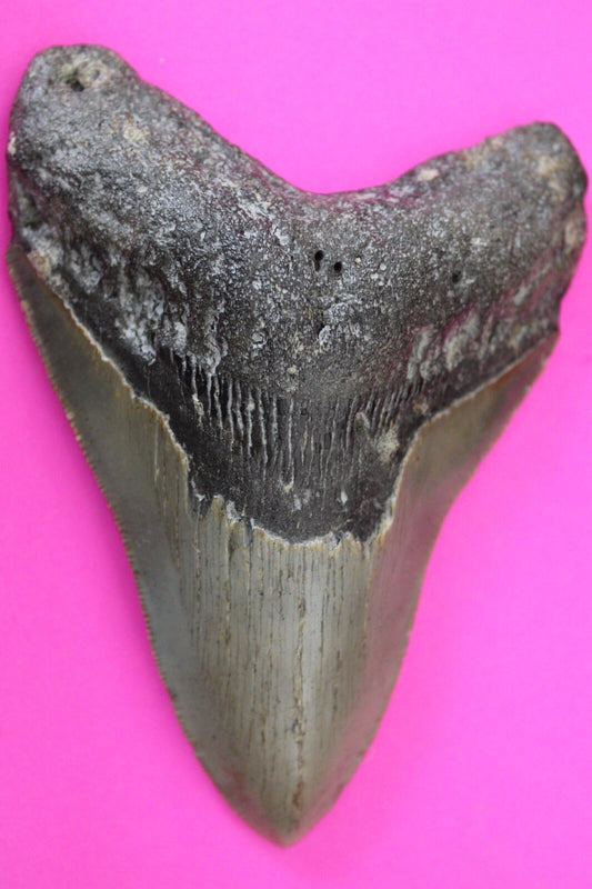 Authentic Megadolon Shark Tooth 4.53 Inch 142 Grams Fossil Dinosaur Girl COA M21