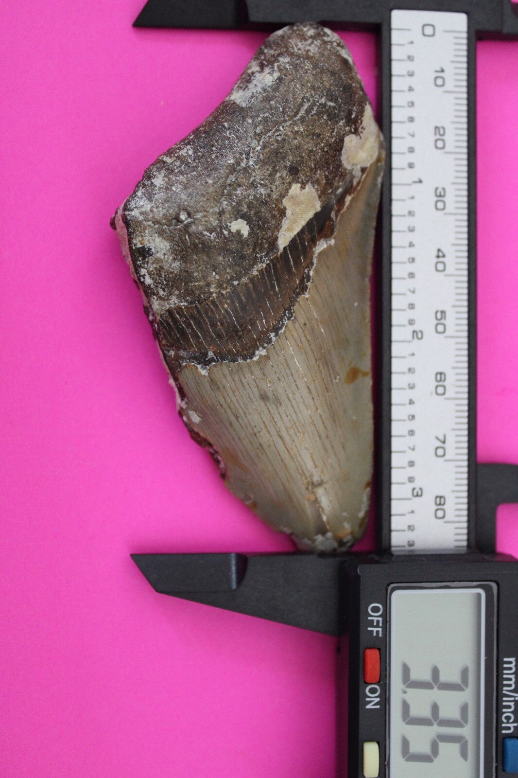 Authentic Megadolon Shark Tooth 3.35 Inch 67 Grams Fossil Dinosaur Girl COA M20