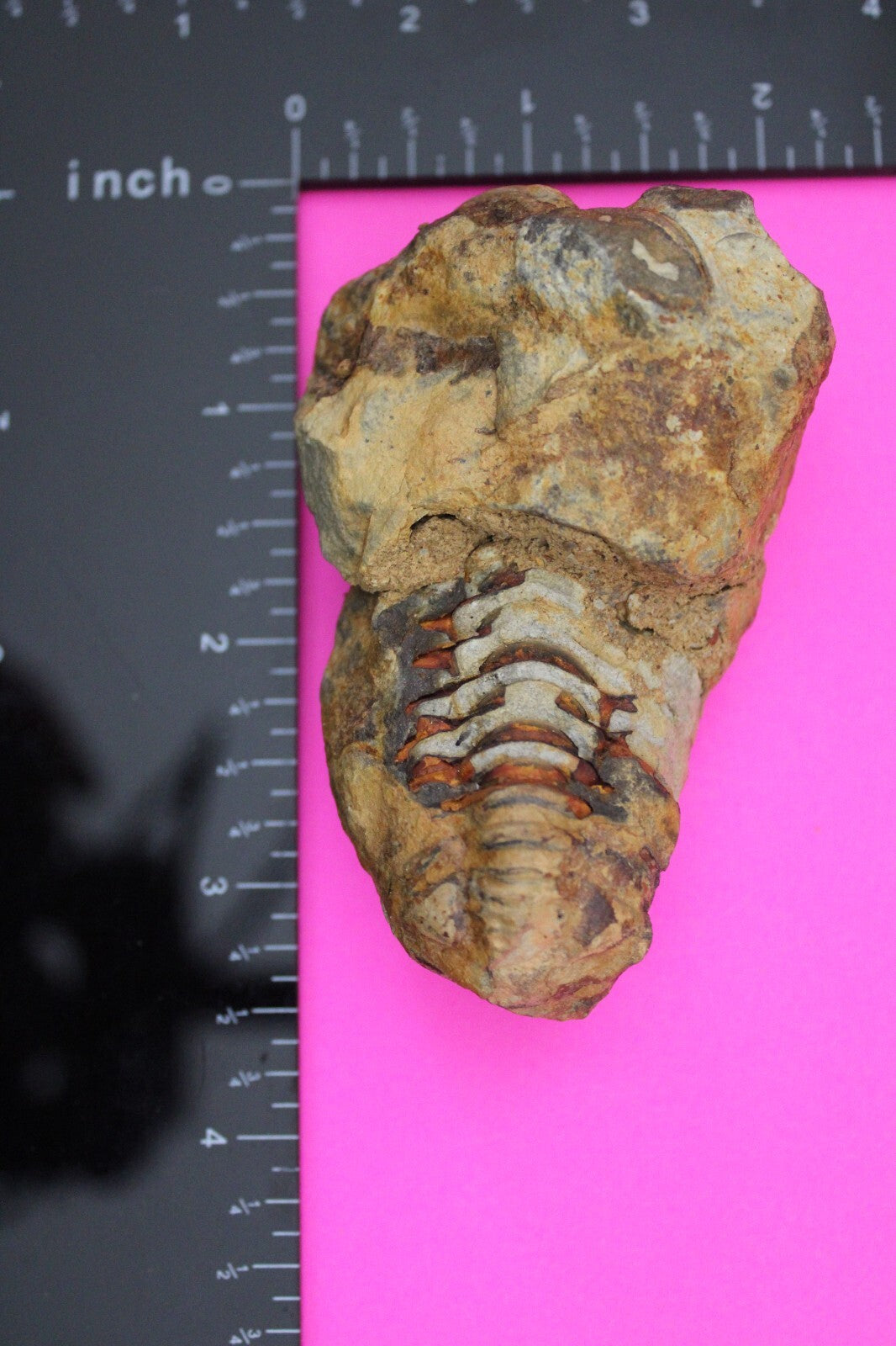 Authentic Trilobite Fossil 450 Million Years Old Genuine Dinosaur Girl COA 75