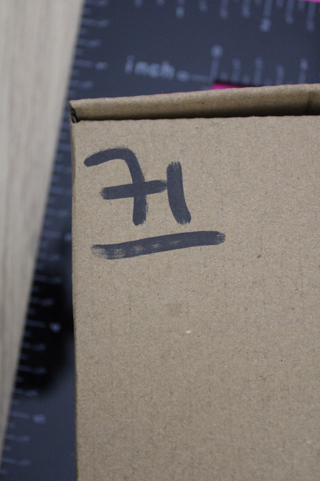 Authentic Trilobite Fossil 450 Million Years Old Genuine Dinosaur Girl COA 71