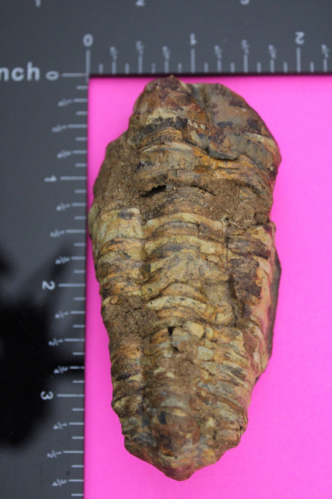 Authentic Trilobite Fossil 450 Million Years Old Genuine Dinosaur Girl COA 62