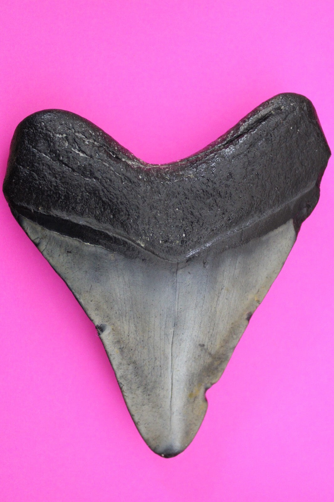 Authentic Megadolon Shark Tooth 4.29 Inch 179 Grams Fossil Dinosaur Girl COA M26