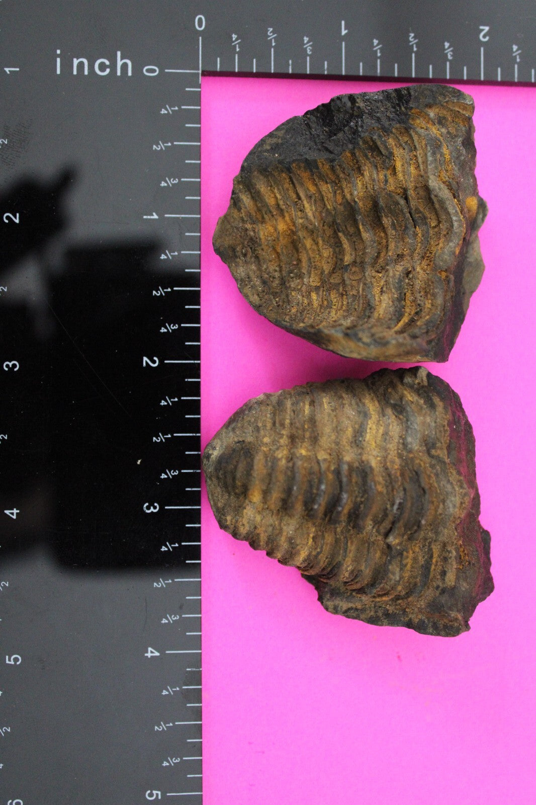 Authentic Trilobite Geode Real Fossil 450 Million Years Old Dinosaur Girl COA 10