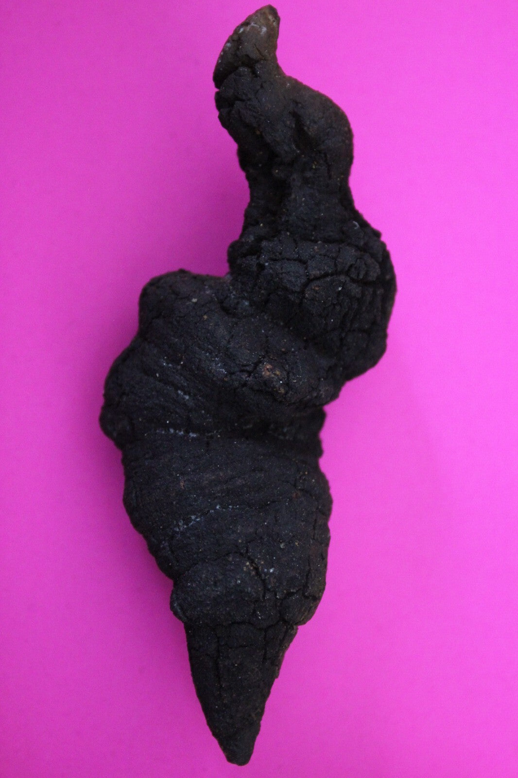 Giant Lizard Poop 5 Million Years Old Genuine Real Fossil Dinosaur Girl COA S28