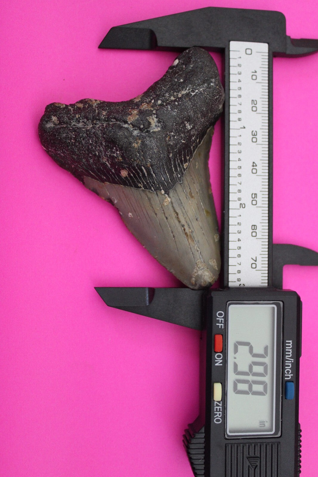 Authentic Megadolon Shark Tooth 2.98 Inch 61 Grams Fossil Dinosaur Girl COA M45