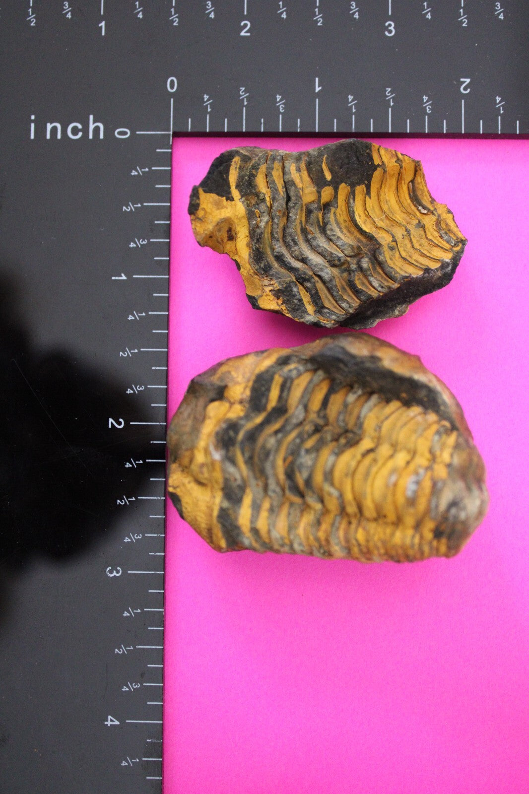 Authentic Trilobite Geode Real Fossil 450 Million Years Old Dinosaur Girl COA 18