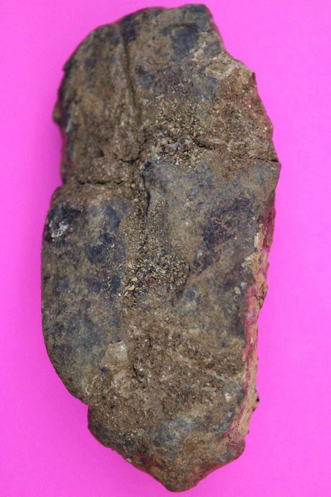 Authentic Trilobite Fossil 450 Million Years Old Genuine Dinosaur Girl COA 62